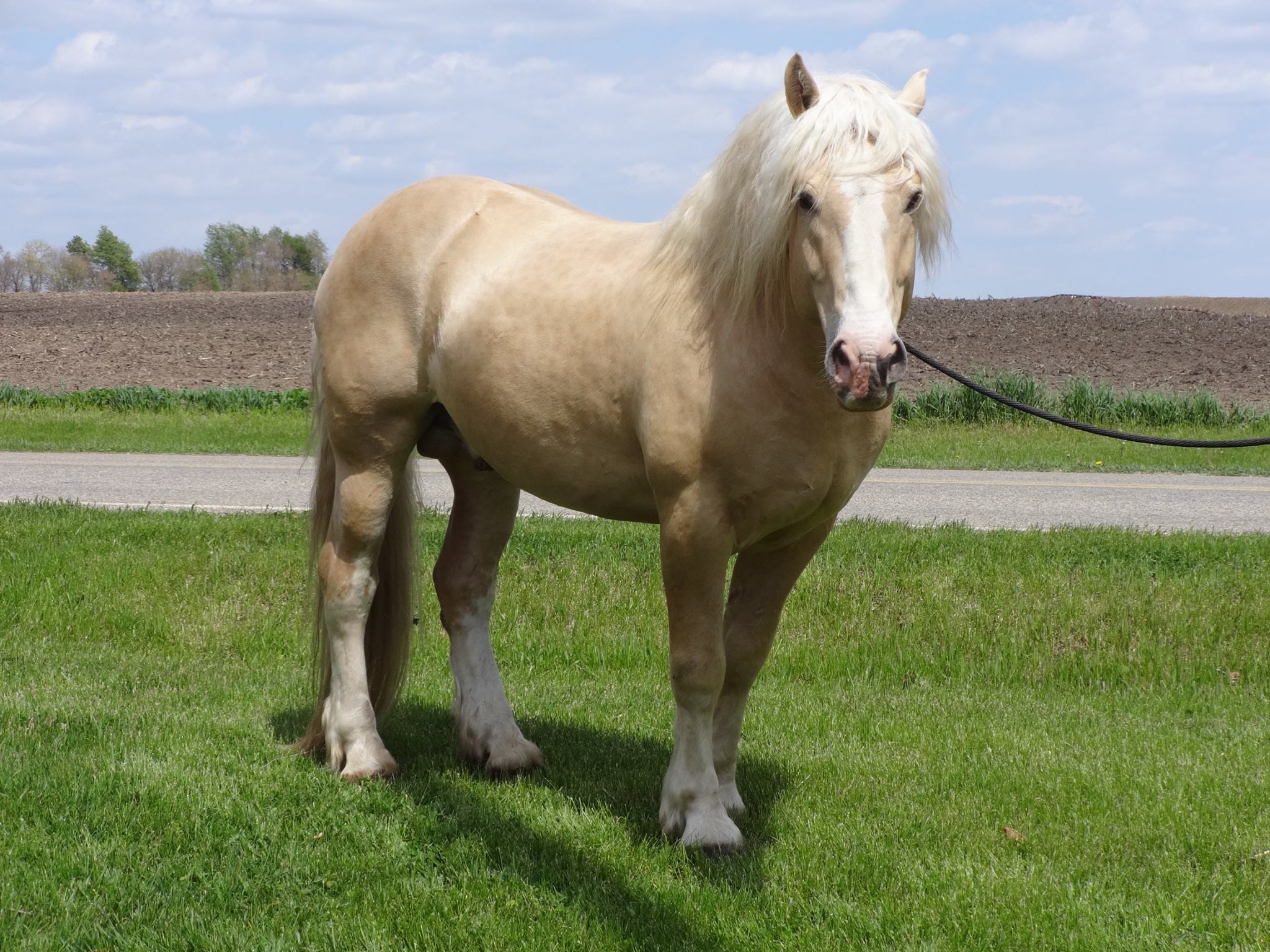 American Cream Horse For Sale